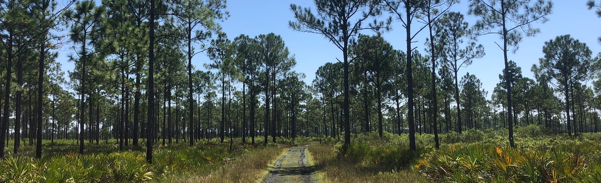 Catfish Creek Horse Trail, Florida 36 Reviews, Map AllTrails