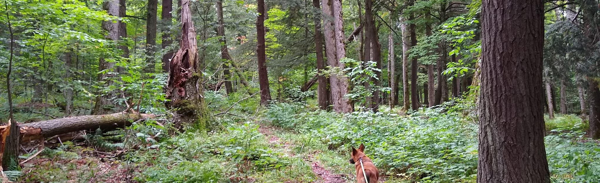 Lake Gogebic Forest Trail, Michigan - 42 Reviews, Map | AllTrails