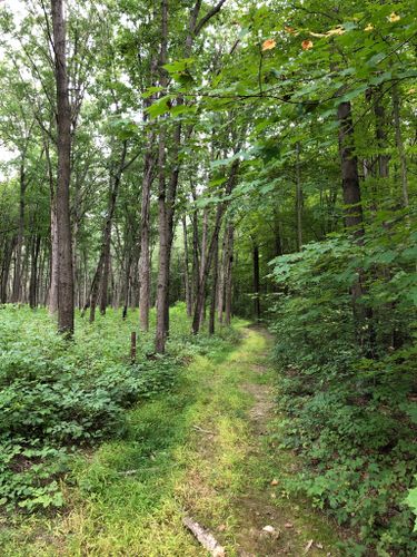 Best Hikes and Trails in Algonac State Park | AllTrails