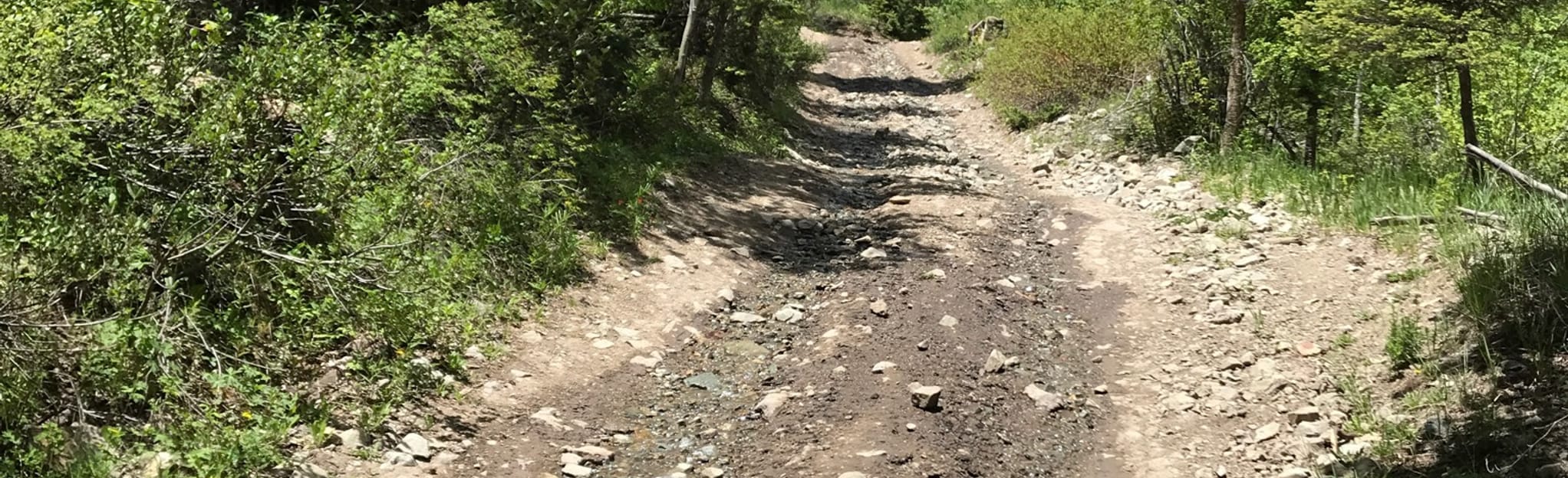 Pioneer OHV Trail, New Mexico 90 Reviews, Map AllTrails