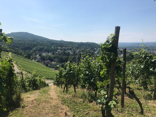 Rheinsteig Etappe 1: Bonn - Königswinter