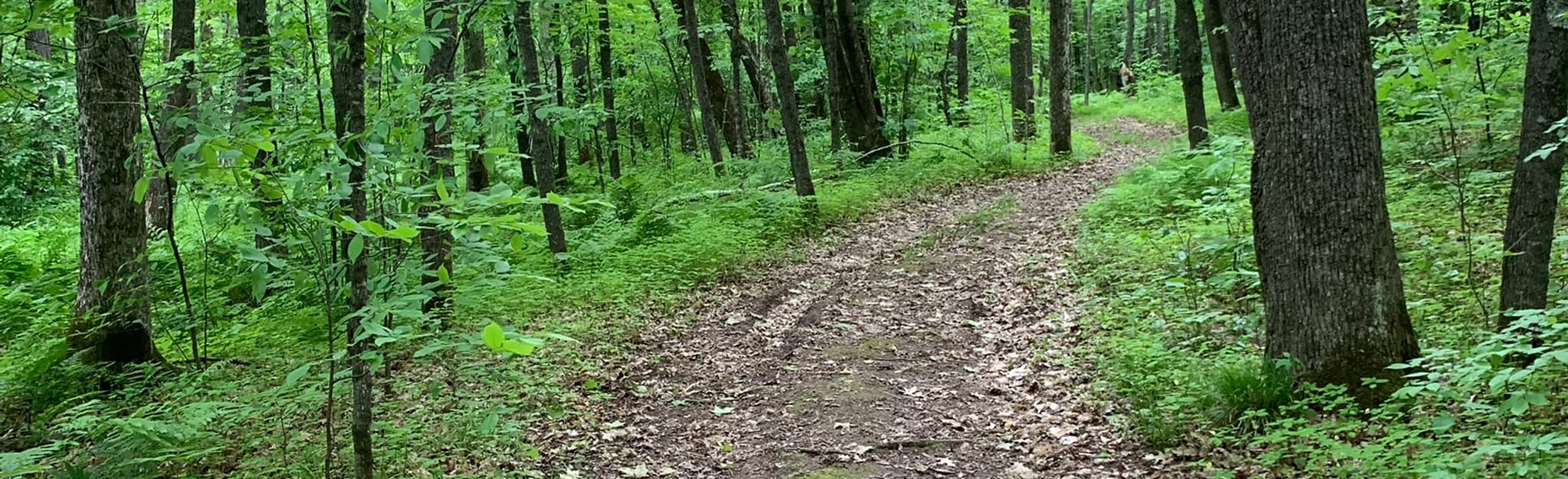 Echo Lake Trail, Minnesota 85 Reviews, Map AllTrails