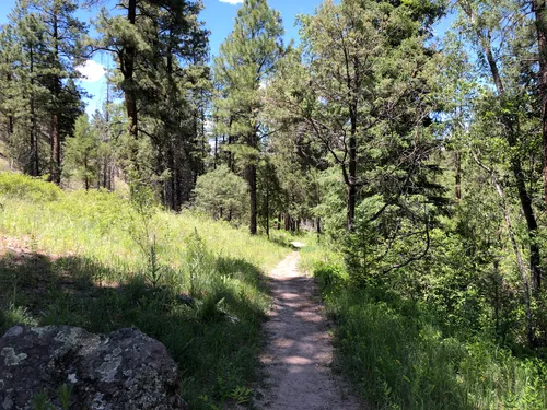 10 Best Trails and Hikes in Springerville | AllTrails