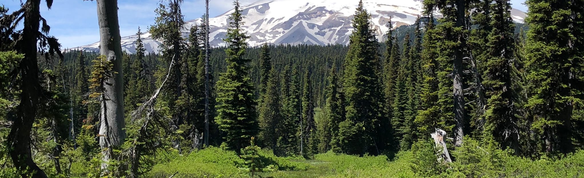 Elk Meadows Loop, Oregon 19 Reviews, Map AllTrails