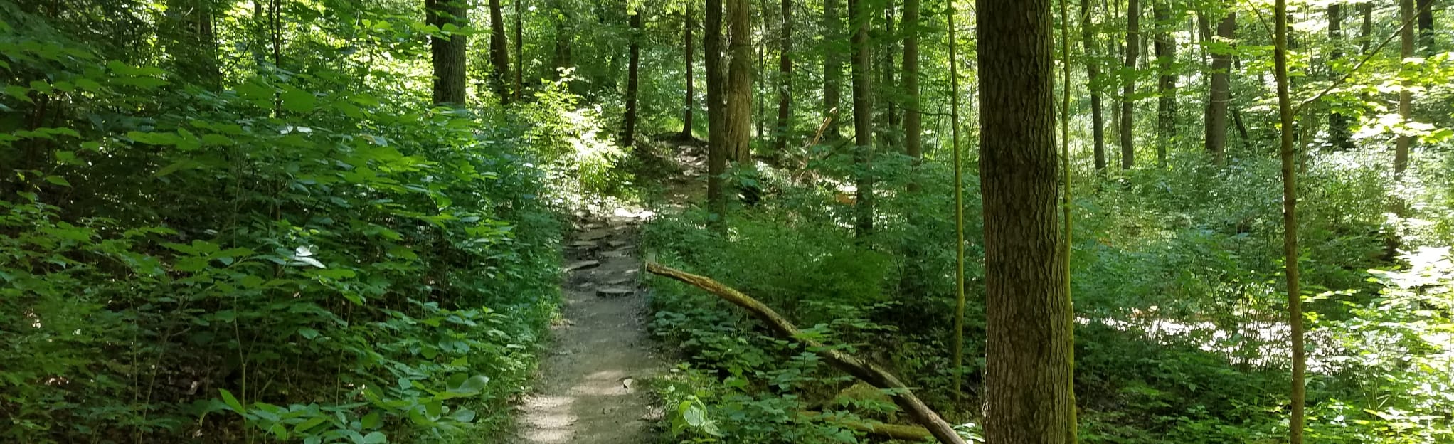 Beechwood, Furnas, Ponderosa, and Red Oak Trail, Ohio 1,468 Reviews