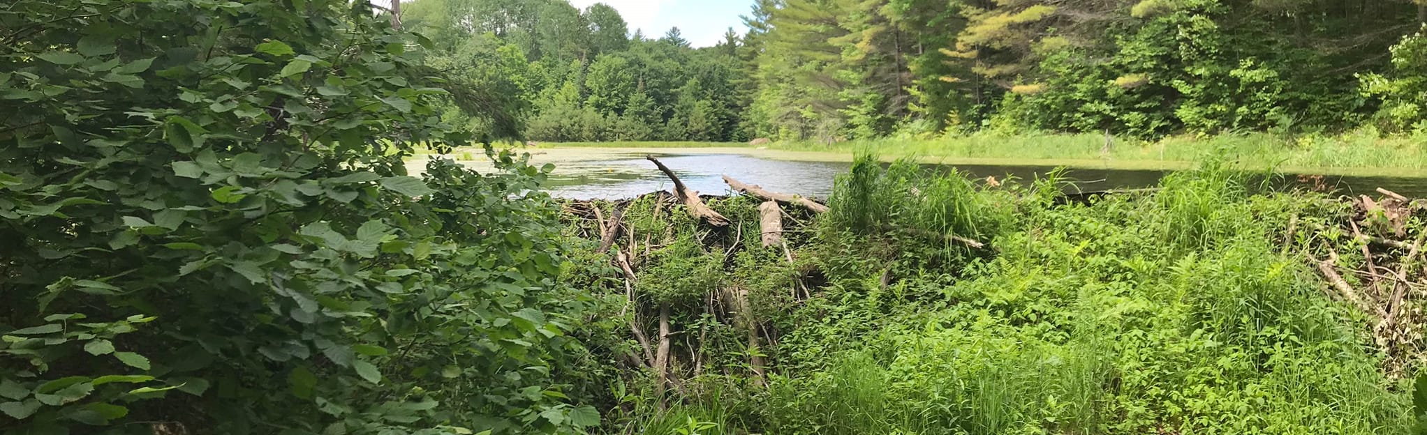 Black Bay Trail Map, Guide Ontario, Canada AllTrails