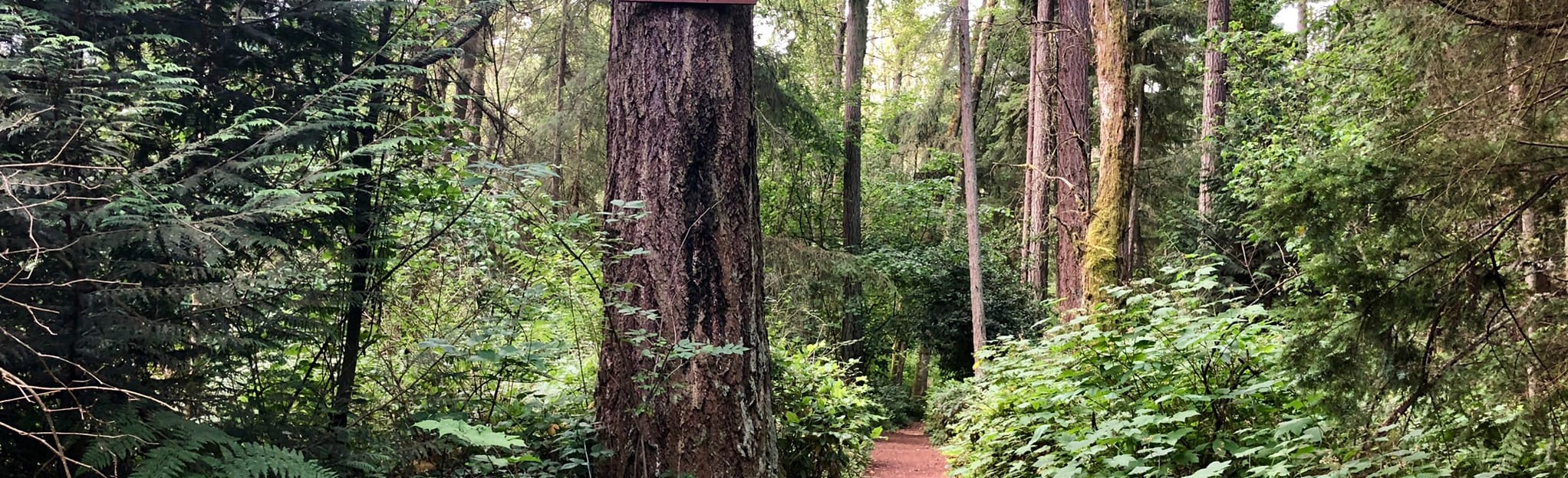 Beach, Fern Alley and Outbound Loop 326 Reviews, Map Washington