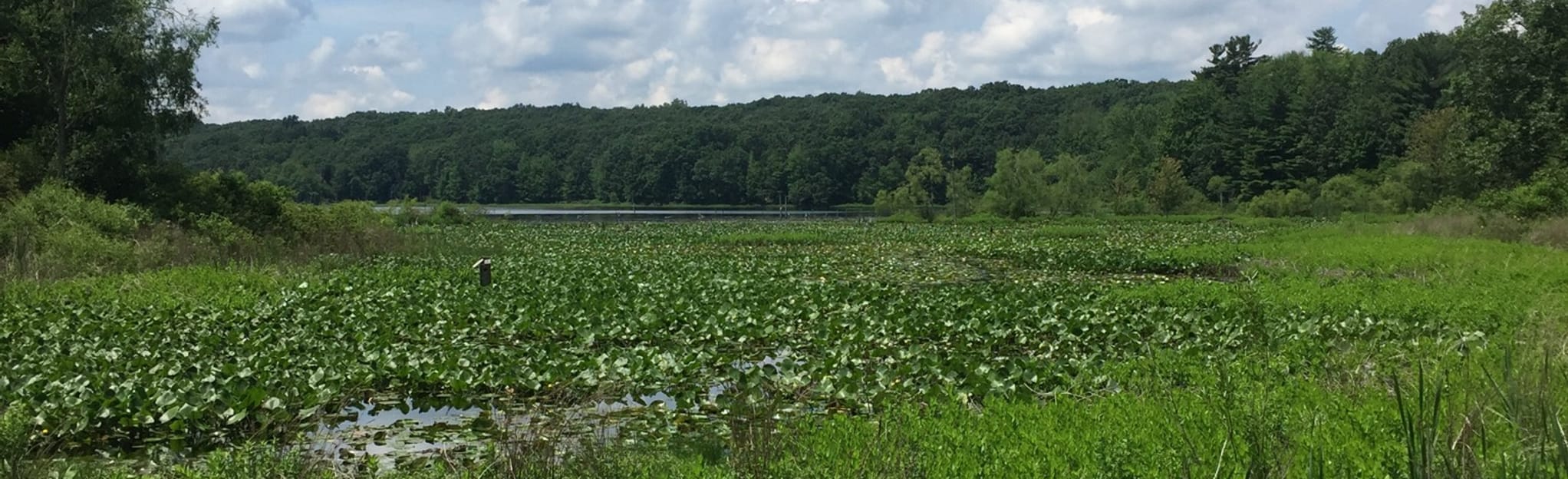 Pickerel Lake Trail and Sandy Knoll Trail 177 Reviews, Map Michigan