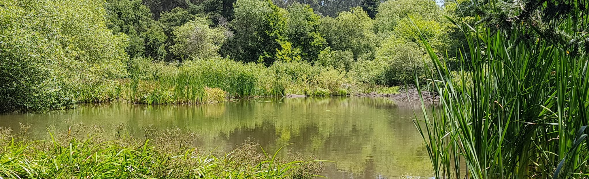 Tilden Regional Park Wildcat Creek Trail 350 Reviews, Map California