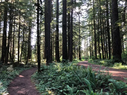 Silver Falls State Park: melhores trilhas curtas