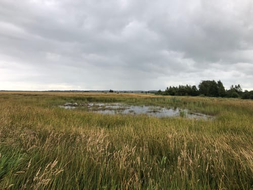 Wildes Moor bei Schwabstedt
