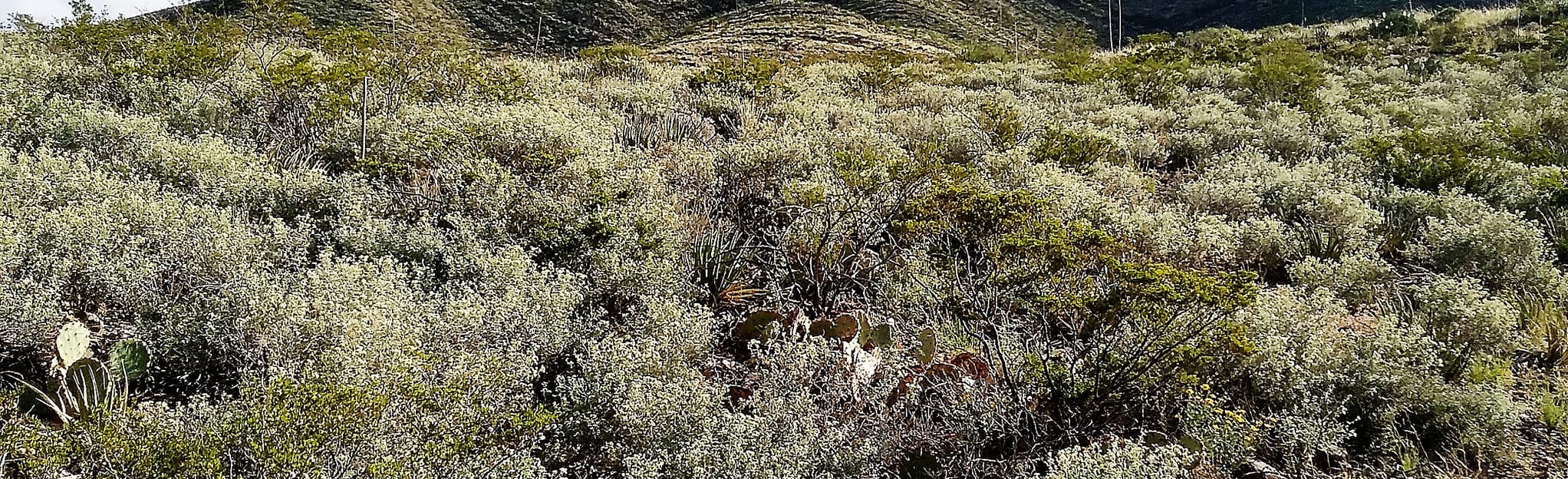 Anthony GapRidge Loop Trail 9 Reviews, Map New Mexico AllTrails