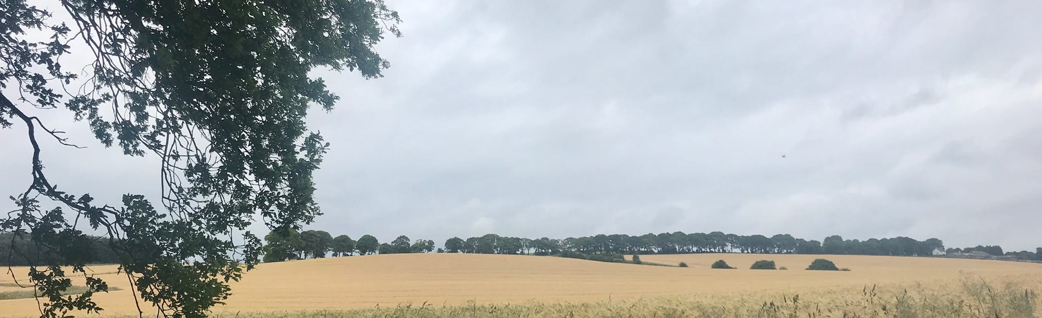 Brandon Circular, County Durham, England 28 Reviews, Map AllTrails