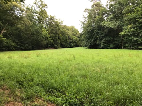 Durch den Erlenbacher Forstwald