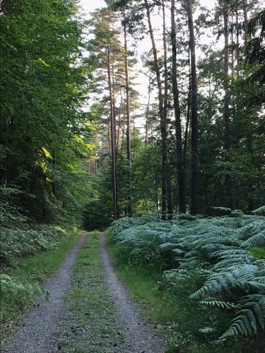 Durch den Erlenbacher Forstwald