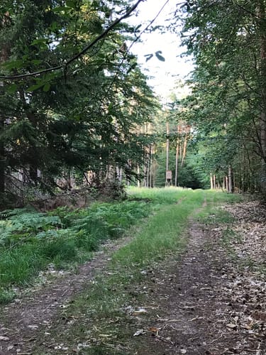 Durch den Erlenbacher Forstwald