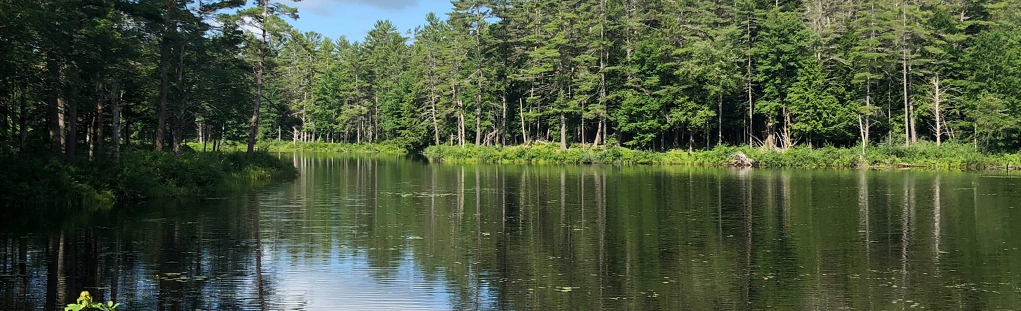 Tully Lake Loop 1.150 Fotos Massachusetts AllTrails