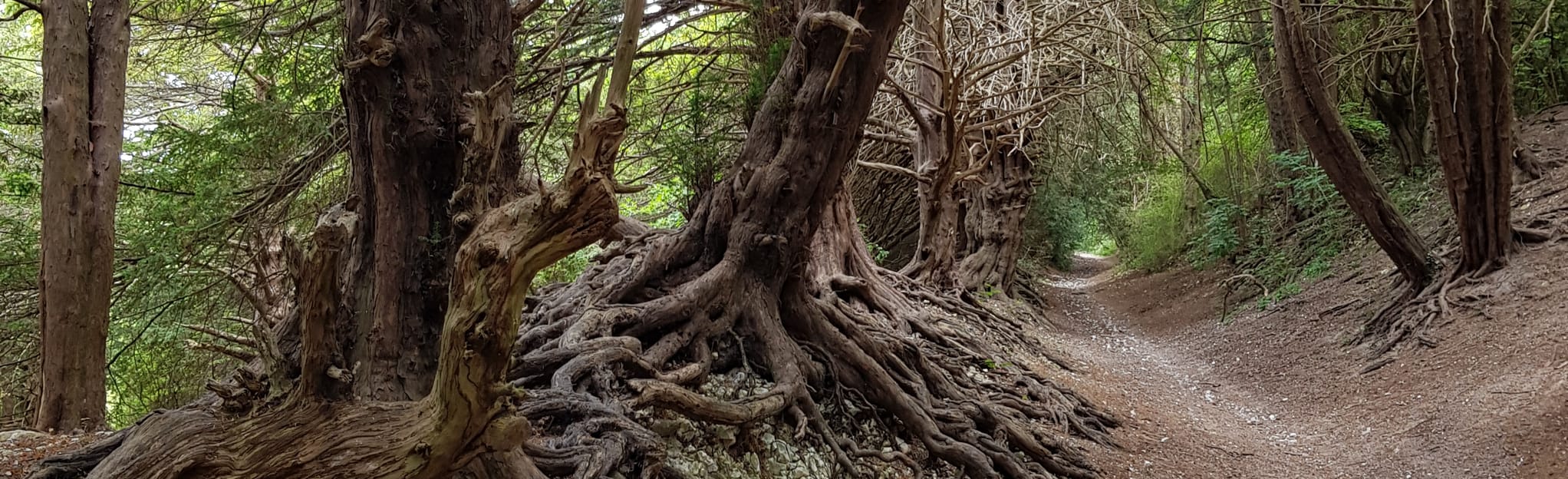 Boxley and the North Downs Circular, Kent, England 362 Reviews, Map