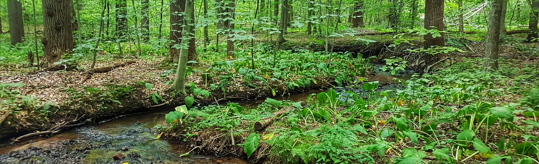 Mount Kemble Trail 67 Reviews, Map New Jersey AllTrails