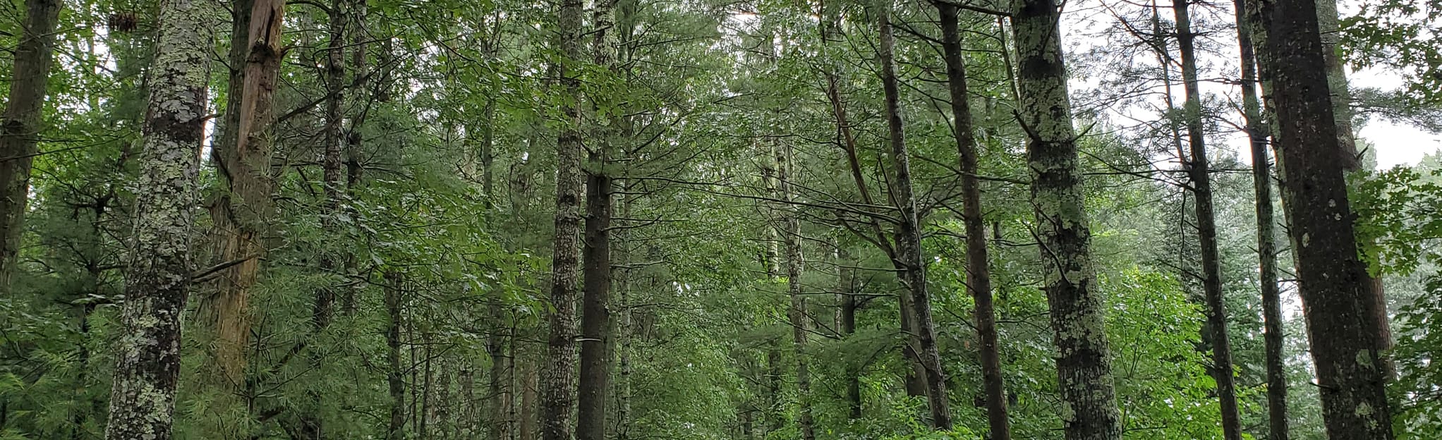 Bay Circuit Trail via Trout Farm Conservation Area, Massachusetts 28