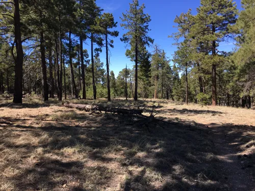 10 Best Hikes and Trails in Coronado National Forest | AllTrails