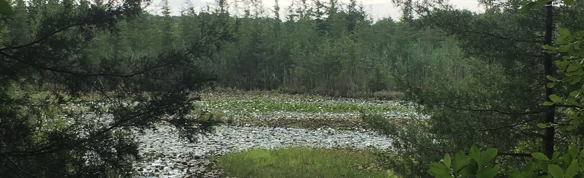 Snuffy Hollow Trail and Pitch Pine Loop 79 Reviews, Map New Jersey AllTrails