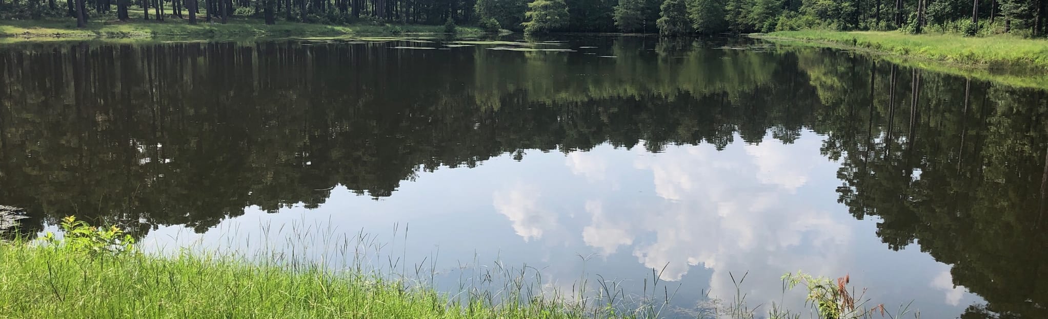 Gum Springs Horse Trail , Louisiana 19 Reviews, Map AllTrails