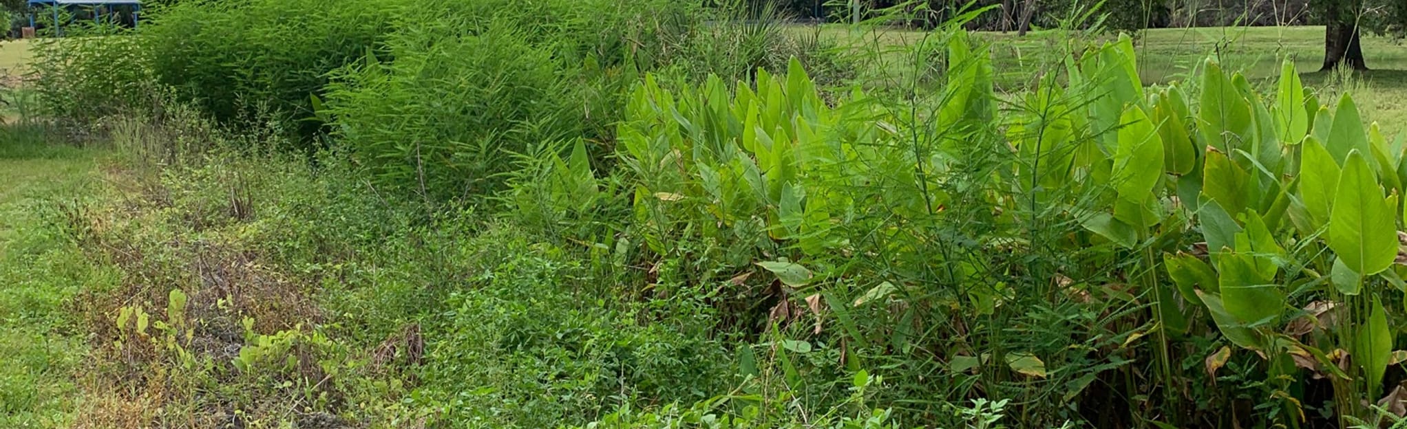 Kiwanis Park Loop Florida AllTrails