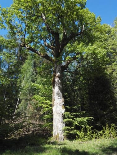 Rundwanderweg Rüdenau 1 : Rüdenauer Bergwanderweg