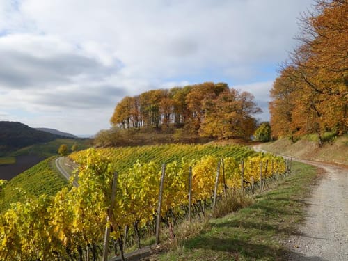 Kelten-Erlebnisweg Etappe 3: Iphofen - Abtswind