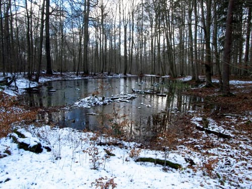Waldleiningen - Ungerbach -Leinbachtal