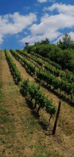 Stein, Wein & Farbe (VitalTour)