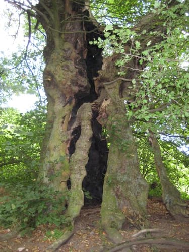 Keltenweg am Goloring