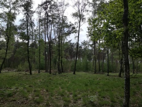 Wald bei Schermbeck