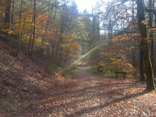 Durch den Lautzkircher Wald ab Parkplatz Pferchtal