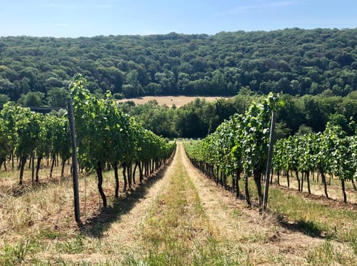 Weinwanderweg Bad Sulza