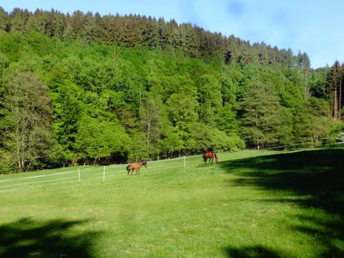 Herdorf - Sottersbachtal