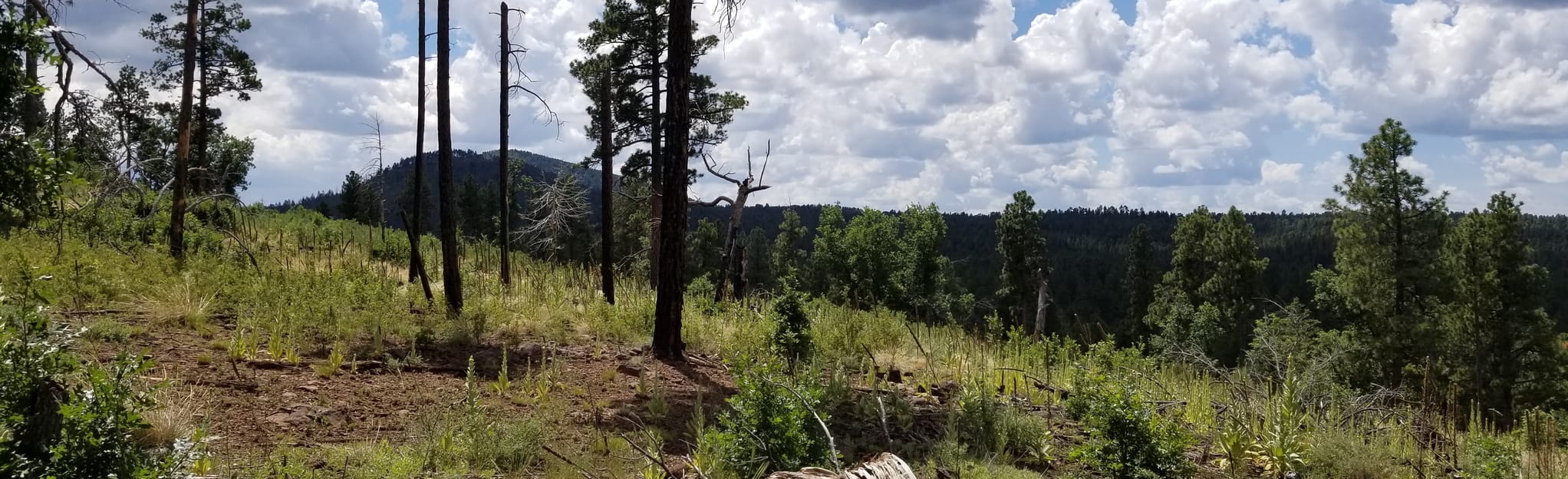 Lake Mountain via Road: 6 Reviews, Map - Arizona | AllTrails