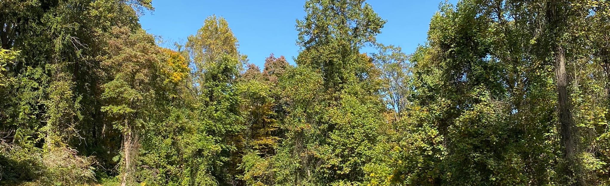 Nolde Forest Trail 1271 Reviews - EyJidWNrZXQiOiJhc3NldHMuYWxsdHJhaWxzLmNvbSIsImtleSI6InVwbG9hZHMvcGhvdG8vaW1hZ2UvMjQ0MDE5NzQvZjJlYTM5MmVhNjA4YmFiZjQ1MmVmNmI0ZDAxYTRjOTQuanBnIiwiZWRpdHMiOnsidG9Gb3JtYXQiOiJqcGVnIiwicmVzaXplIjp7IndpZHRoIjoyMDQ0LCJoZWlnaHQiOjYyNCwiZml0IjoiY292ZXIifSwicm90YXRlIjpudWxsLCJqcGVnIjp7InRyZWxsaXNRdWFudGlzYXRpb24iOnRydWUsIm92ZXJzaG9vdERlcmluZ2luZyI6dHJ1ZSwib3B0aW1pc2VTY2FucyI6dHJ1ZSwicXVhbnRpc2F0aW9uVGFibGUiOjN9fX0=