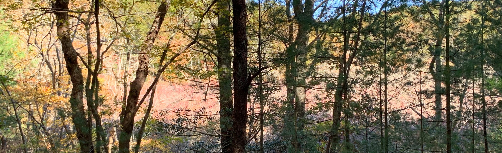 Maple Swamp Conservation Area Landmarks Loop 296 Reviews, Map