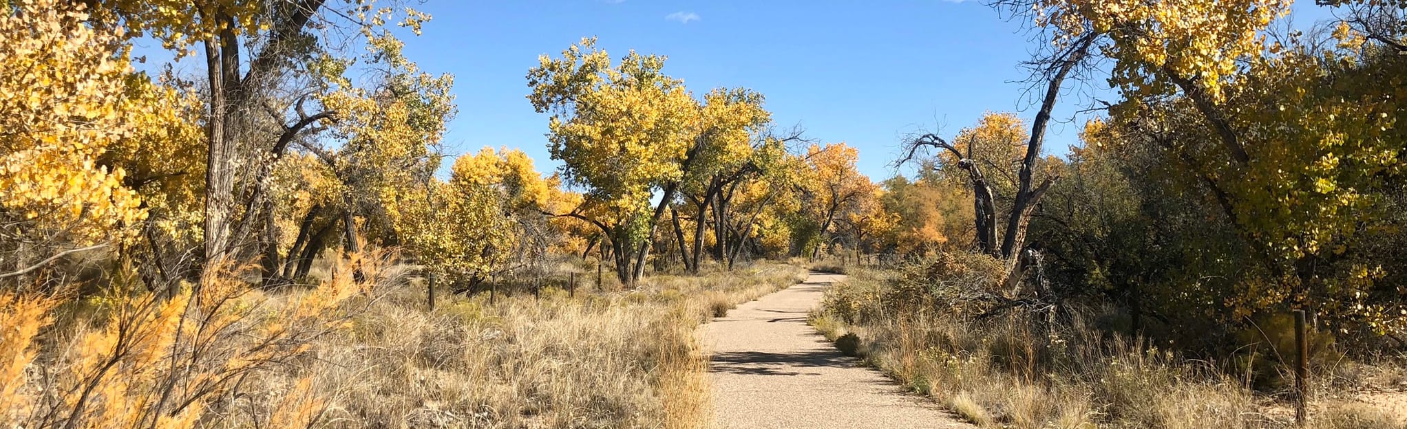 Paseo del Bosque Trail 276 Reviews, Map New Mexico AllTrails