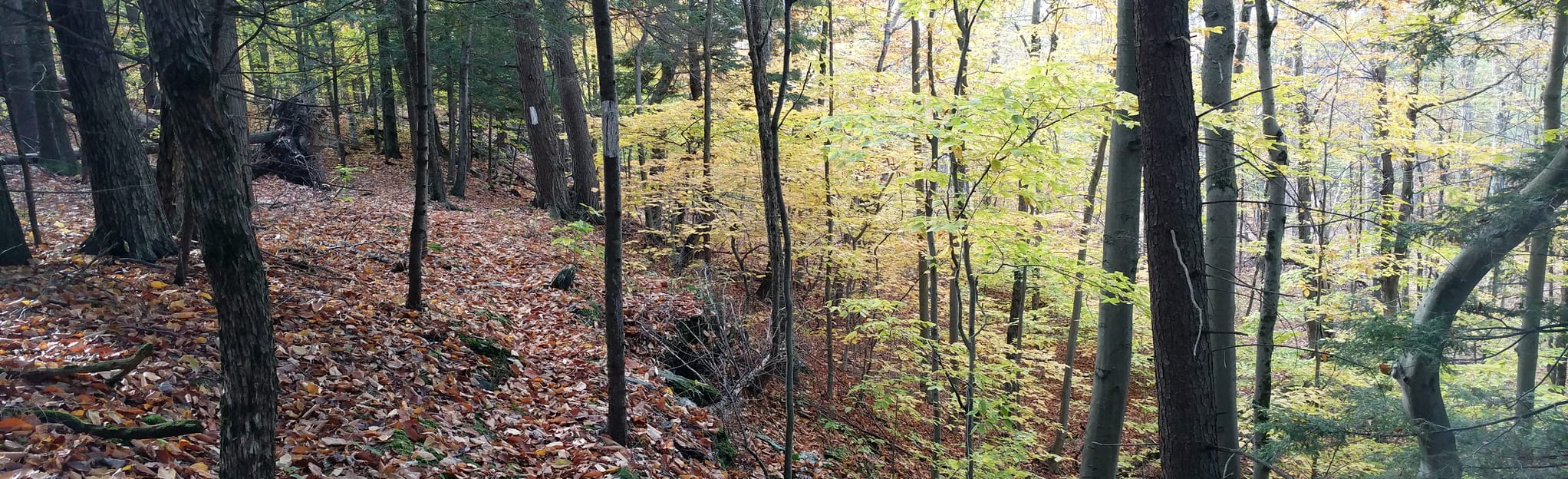 Howe Hill Laird's and Upper Trail Loop Map, Guide Vermont AllTrails