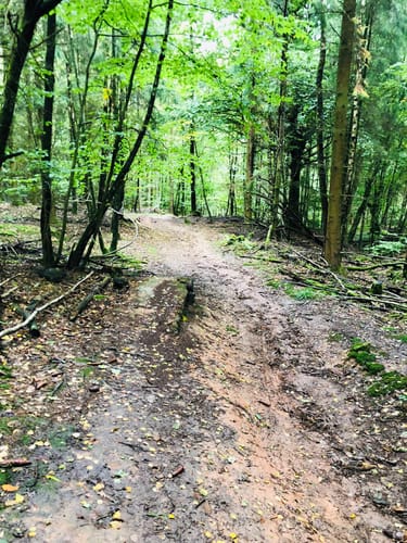 Wald bei Ottweiler