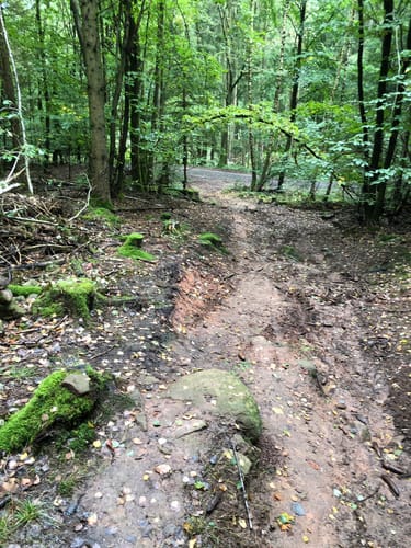 Wald bei Ottweiler