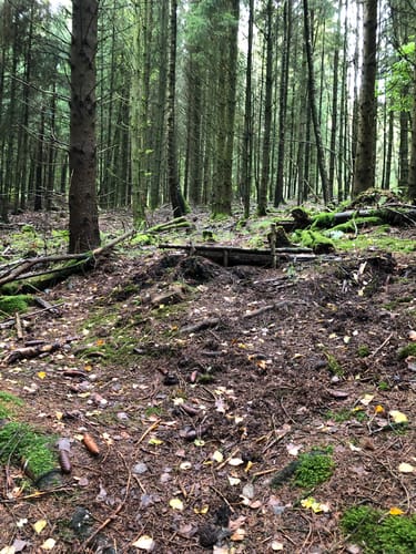 Wald bei Ottweiler