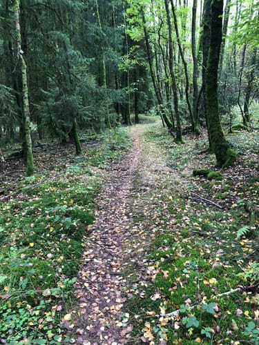 Wald bei Ottweiler