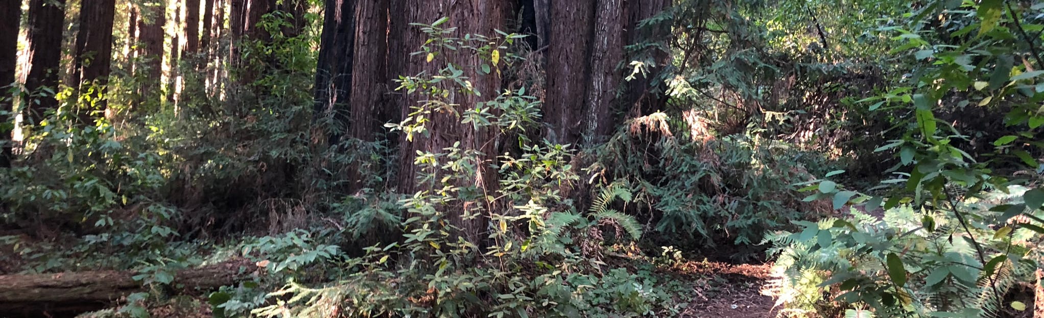 Oak Ridge Trail: 164 Reviews, Map - California | AllTrails