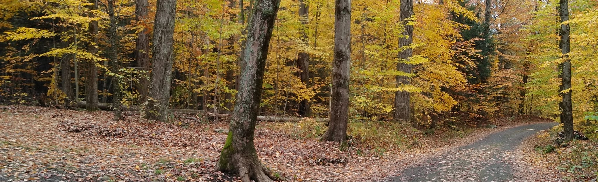 Forest Park, New York 197 Reviews, Map AllTrails