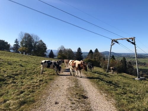 Trauchgauer Höhenweg
