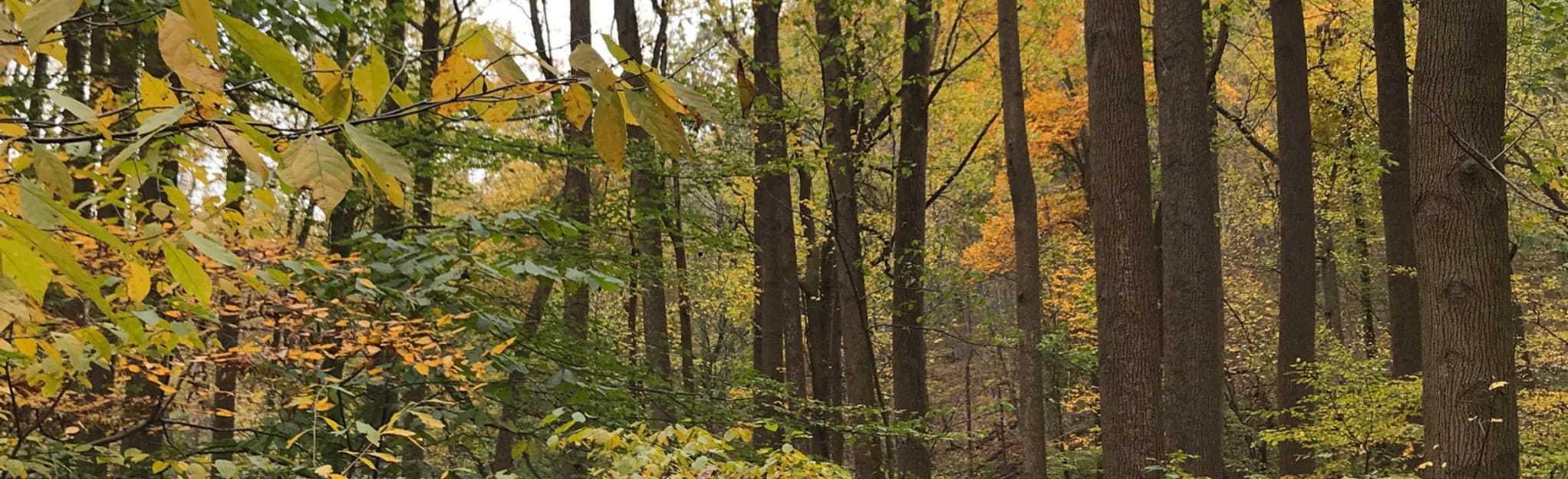 Hawk Point Overlook via Rhododendron Trail Map, Guide Pennsylvania